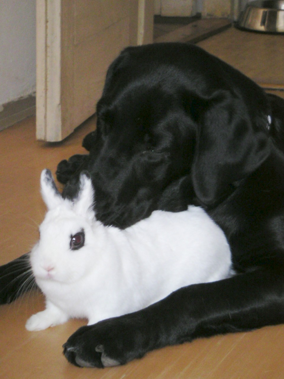Králíček Bunny
